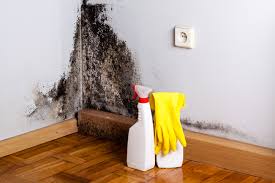 Best Attic Mold Removal  in Smithfield, NC